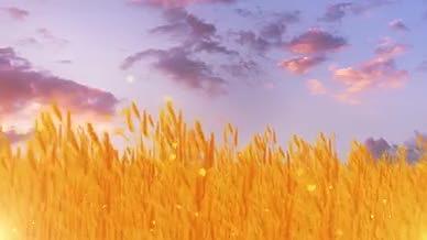 2k温馨金色风吹麦田背景视频视频的预览图